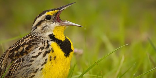 4 Fakta 'Primbon Manuk', Tata Cara Memelihara Burung Ala Naskah Kuno Cirebon