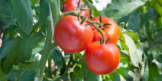 9-manfaat-tomat-bagi-kesehatan-yang-wajib-diketahui-bisa-cegah-tulang-keropos-merdekacom