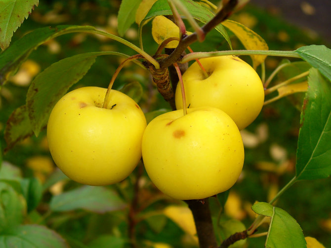 ilustrasi european crab apple