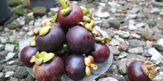 Diminati Negara Lain, Jokowi Minta HKTI Budidayakan Manggis dan Durian