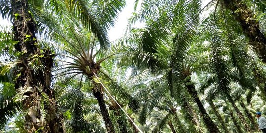 buat ekspor kelapa sawit ri ke china anjlok rev1