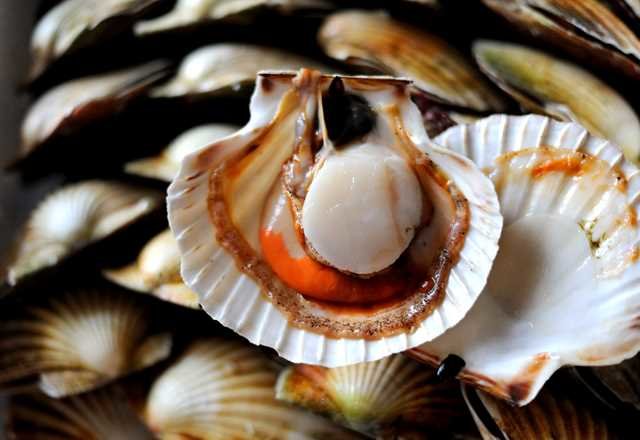 9 jenis kerang yang aman dikonsumsi