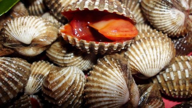 9 jenis kerang yang aman dikonsumsi