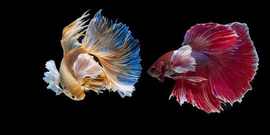 7 Jenis Ikan Hias Air Tawar Yang Cantik Dan Mudah Dipelihara Merdeka Com