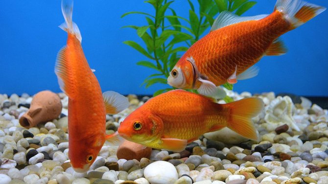 7 Jenis Ikan Hias Air Tawar yang Cantik dan Mudah Dipelihara | merdeka.com