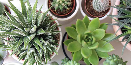 10 Jenis Kaktus Mini Cantik Yang Cocok Untuk Dekorasi Ruangan Merdeka Com