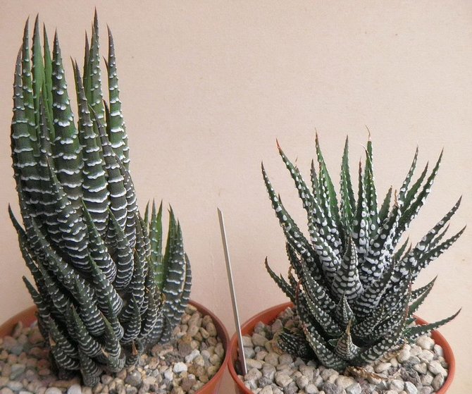 10 jenis kaktus mini yang cantik
