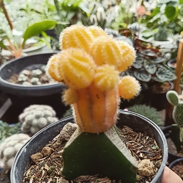 10 jenis kaktus mini yang cantik
