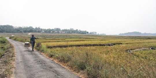 Jaga Produksi Bareh Solok, Masyarakat Diminta Pertahankan Luas Sawah