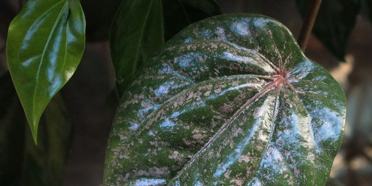 Daun Sirih Sebagai Obat 10 Manfaat Rebusan Daun  Sirih  Merah Sebagai  Antiseptik 