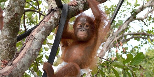 Antisipasi Corona, Pusat Rehabilitasi Orangutan di Kalimantan Ditutup Mulai Hari Ini