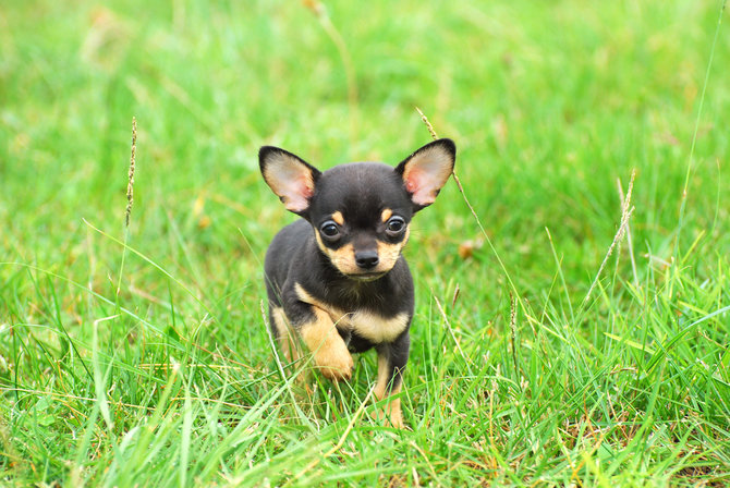 ilustrasi anjing chihuahua
