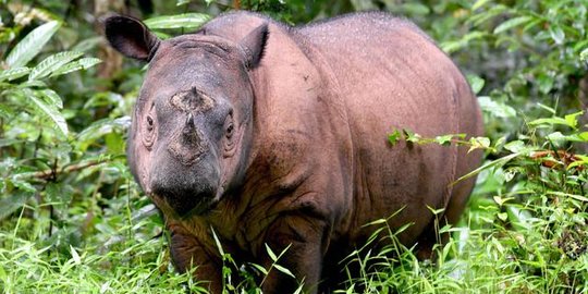 Feeding Rhino, Wisata Memberi Makan Badak Sumatera yang Diresmikan di Tengah Corona
