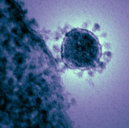 middle east respiratory syndrome coronavirus mers cov