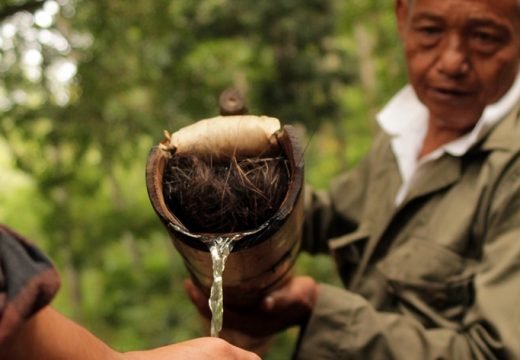 Pohon Nira 7 Fakta Lahang Minuman Isotonik Tradisional Jawa Barat 