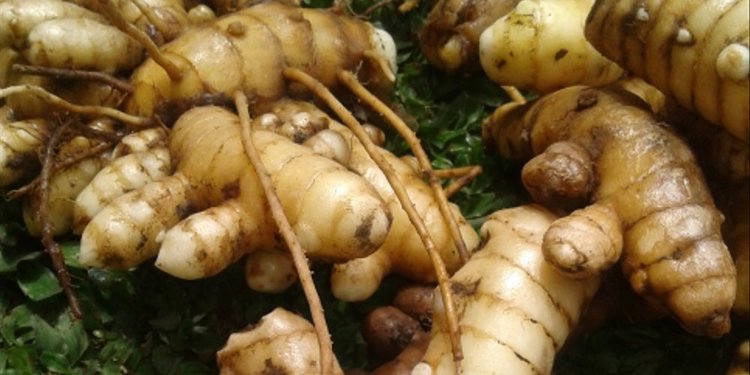 9 Manfaat Kunyit Putih Bisa Cegah Penuaan Dini Merdeka Com