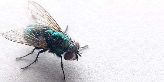 Cara ampuh untuk mengusir lalat