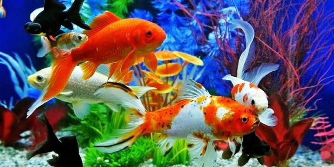 10 Jenis Ikan Hias yang Cantik dan Mudah Dipelihara di Rumah, Bisa Jadi Hiburan