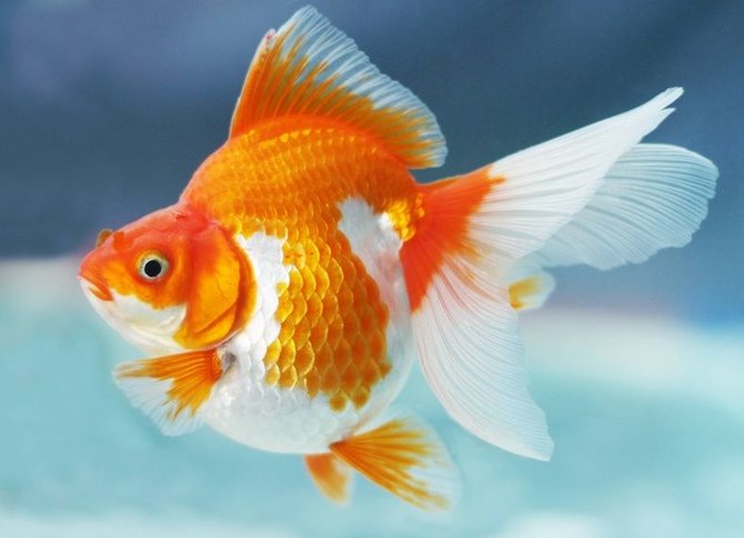 10 Jenis Ikan Hias Yang Cantik Dan Mudah Dipelihara Di Rumah Bisa Jadi Hiburan 