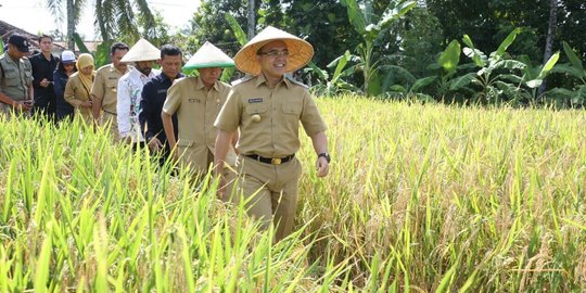 Hingga 6 Bulan ke Depan, Banyuwangi Diproyeksi Masih Surplus Beras 500 Ribu Ton