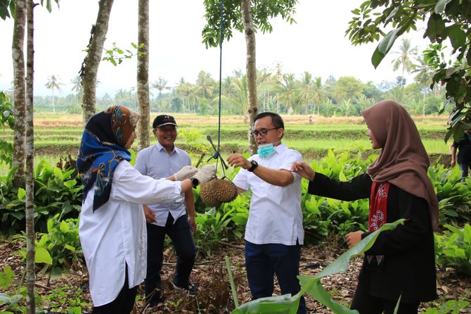 bupati abdullah azwar anas panen duren banyuwangi