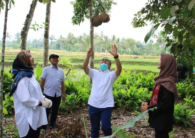 bupati abdullah azwar anas panen duren banyuwangi