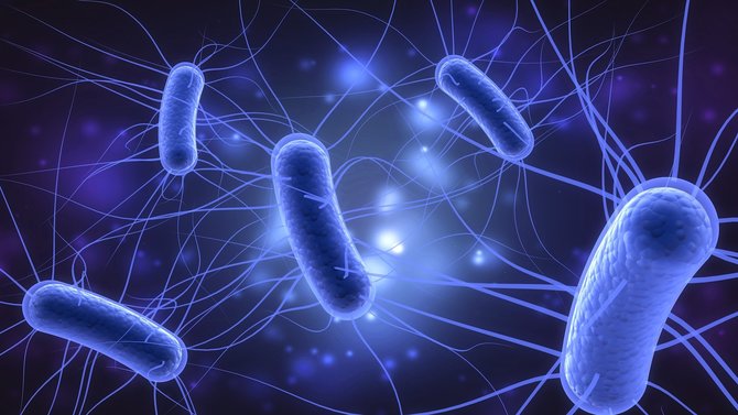 10 macam bakteri yang sering menyerang tubuh