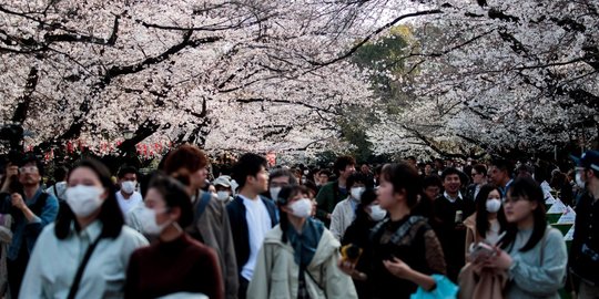 Menikmati Indahnya Bunga Sakura di Tengah Intaian Covid-19