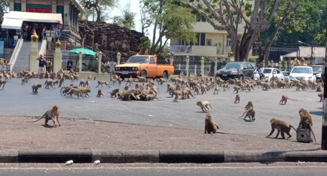 hewan masuk kota