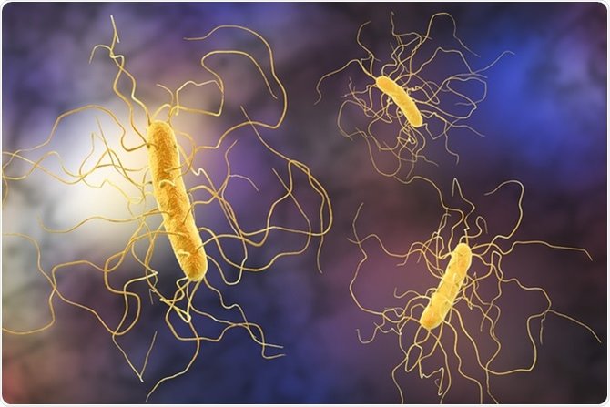 10 macam bakteri yang sering menyerang tubuh
