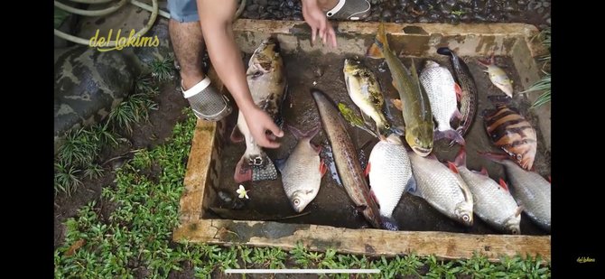 Bagai Mimpi Buruk Irfan  Hakim  Nangis Ikan Ikan Peliharaan  