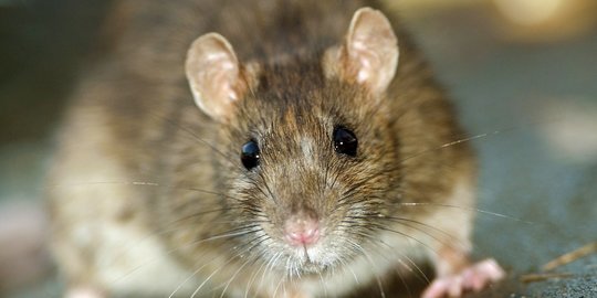 Muncul Hantavirus, Pakar Virus Sebut Tak Seberbahaya COVID-19