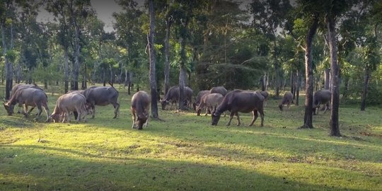 Mendatangi Kampung Kerbau di Ngawi, Layaknya Berkunjung ke Tengah Hutan Afrika