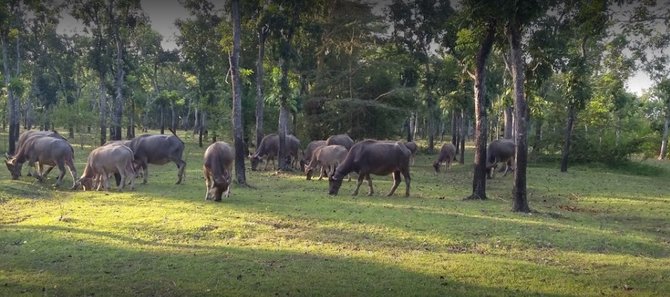 kampung kerbau di ngawi