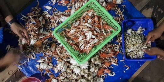 Terdampak Corona, Pengolah Daging Kepiting Ekspor di Karawang Gulung Tikar