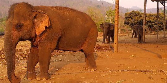 Nestapa Gajah-Gajah Wisata Thailand Hidup Kelaparan