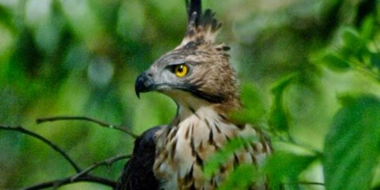 5 Fakta Elang  Jawa Burung Legendaris Asal Tanah Jawa yang 