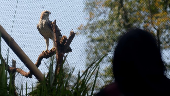 pelepasan elang jawa di cidahu