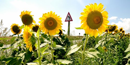8 Manfaat Biji Bunga Matahari Yang Jarang Diketahui Cegah Radikal Bebas Merdeka Com
