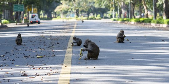 Di Tengah Lockdown India, Monyet-monyet Bebas Berkeliaran di Jalan