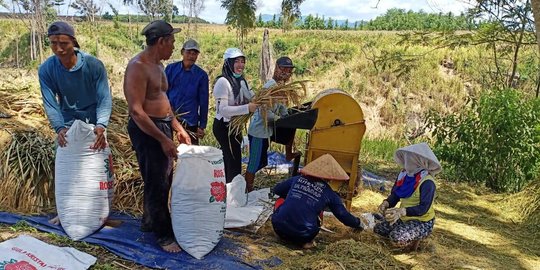 Di Tengah Wabah Covid-19, Petani OKU Selatan Tetap Pergi ke Sawah