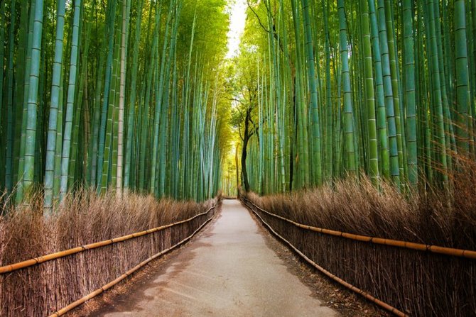 hutan bambu sagano