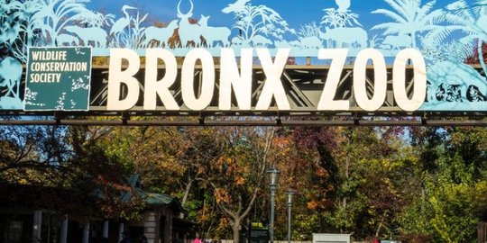 Harimau di Kebun Binatang New York Positif Corona