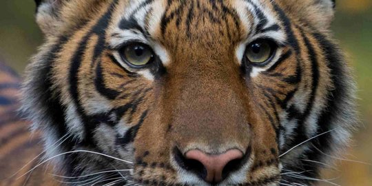 Foto Harimau yang Positif Corona di Kebun Binatang New York