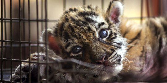 Lahir di Tengah Pandemi, Bayi Harimau di Meksiko Diberi Nama Covid