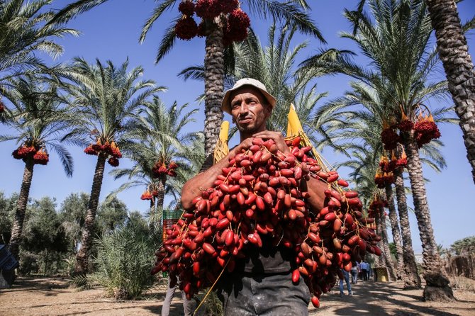 panen kurma di palestina