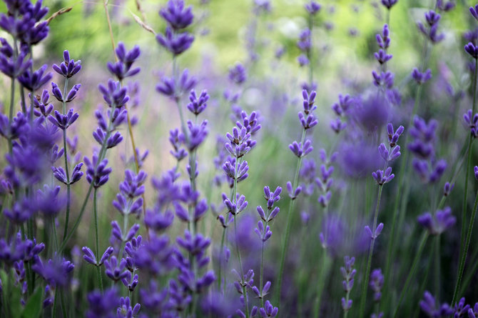 ilustrasi lavender