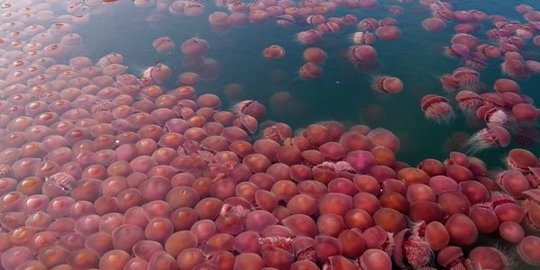 Fenomena Unik Pantai di Filipina Dikuasai Ratusan Ubur-Ubur Pink