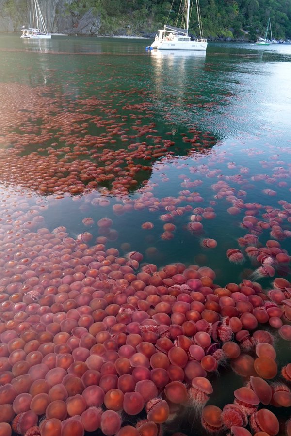 fenomena lautan ubur ubur di el nido palawan