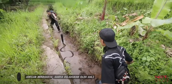 panji petualang diserang king kobra dibelit piton